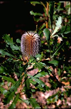 APII jpeg image of Banksia quercifolia  © contact APII