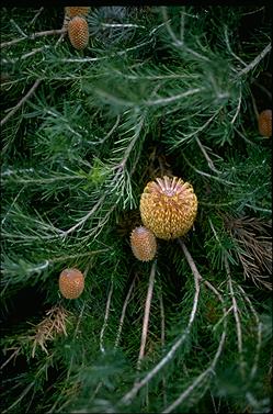 APII jpeg image of Banksia sphaerocarpa  © contact APII