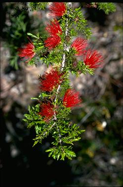 APII jpeg image of Beaufortia cyrtodonta  © contact APII