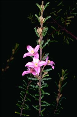 APII jpeg image of Boronia repanda  © contact APII