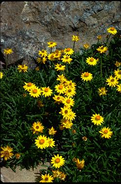 APII jpeg image of Xerochrysum bracteatum 'Diamond Head'  © contact APII