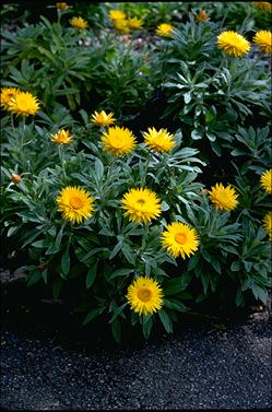 APII jpeg image of Xerochrysum bracteatum 'Golden Bowerbird'  © contact APII