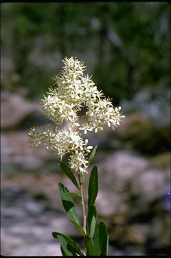 APII jpeg image of Bursaria spinosa  © contact APII