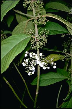 APII jpeg image of Callicarpa longifolia  © contact APII