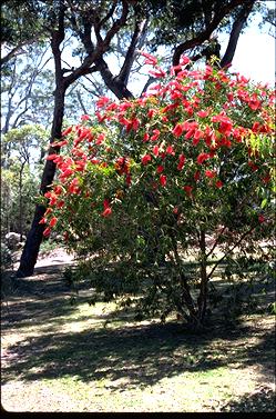 APII jpeg image of Callistemon 'Harkness'  © contact APII