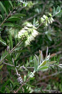 APII jpeg image of Callistemon flavovirens  © contact APII