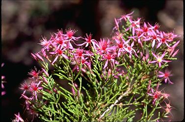 APII jpeg image of Calytrix exstipulata  © contact APII