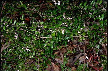 APII jpeg image of Austromyrtus dulcis  © contact APII