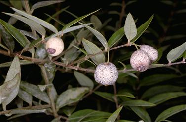 APII jpeg image of Austromyrtus dulcis  © contact APII