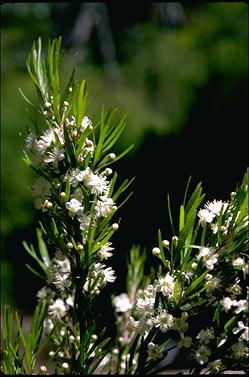 APII jpeg image of Austromyrtus tenuifolia  © contact APII