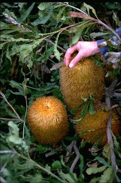 APII jpeg image of Banksia baueri  © contact APII