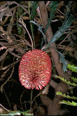 APII jpeg image of Banksia caleyi  © contact APII