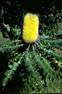 APII jpeg image of Banksia grandis  © contact APII