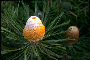 APII jpeg image of Banksia hookeriana  © contact APII