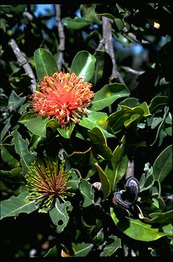 APII jpeg image of Banksia ilicifolia  © contact APII