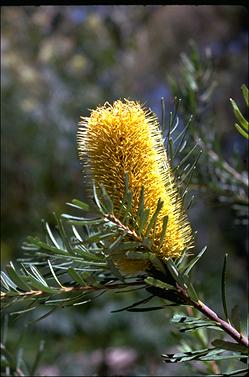 APII jpeg image of Banksia marginata  © contact APII