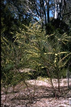 APII jpeg image of Acacia suaveolens  © contact APII