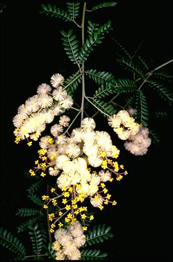 APII jpeg image of Acacia terminalis  © contact APII