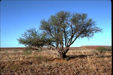 APII jpeg image of Acacia tetragonophylla  © contact APII