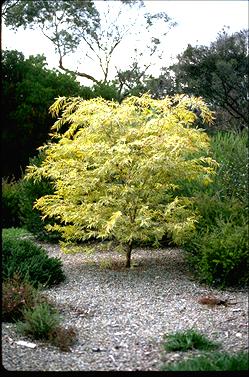 APII jpeg image of Agonis flexuosa 'Willow Gold'  © contact APII