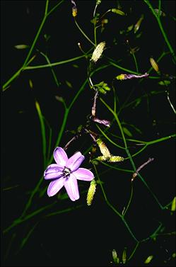 APII jpeg image of Agrostocrinum scabrum  © contact APII