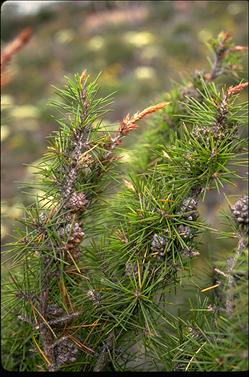 APII jpeg image of Allocasuarina pinaster  © contact APII