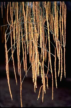 APII jpeg image of Allocasuarina verticillata  © contact APII