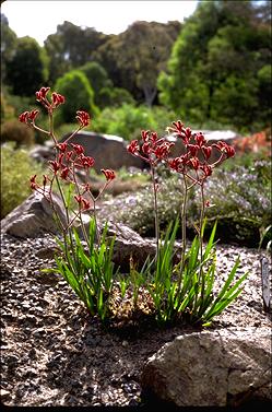 APII jpeg image of Anigozanthos 'Red Cross'  © contact APII