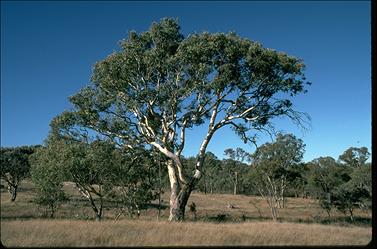 APII jpeg image of Eucalyptus blakelyi  © contact APII