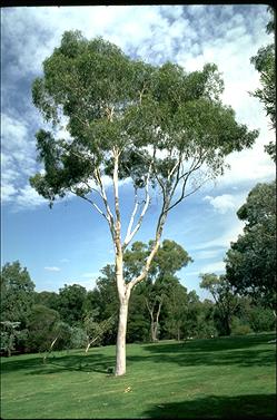 APII jpeg image of Corymbia citriodora  © contact APII