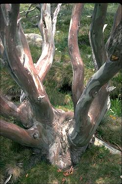 APII jpeg image of Eucalyptus pauciflora  © contact APII