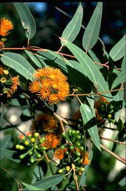 APII jpeg image of Eucalyptus phoenicea  © contact APII