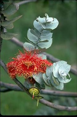 APII jpeg image of Eucalyptus rhodantha  © contact APII