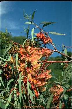 APII jpeg image of Eucalyptus torquata  © contact APII