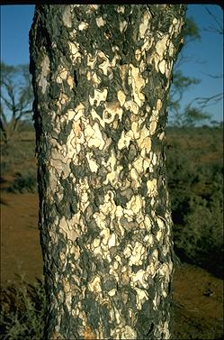APII jpeg image of Flindersia maculosa  © contact APII