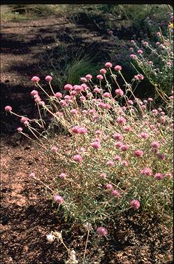 APII jpeg image of Gomphrena canescens subsp. canescens  © contact APII