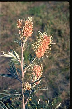 APII jpeg image of Grevillea 'Misty Pink'  © contact APII