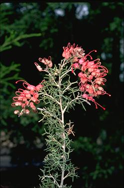 APII jpeg image of Grevillea asparagoides  © contact APII