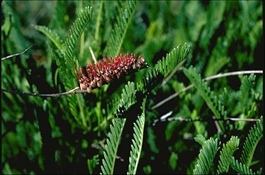 APII jpeg image of Grevillea dryandroides  © contact APII