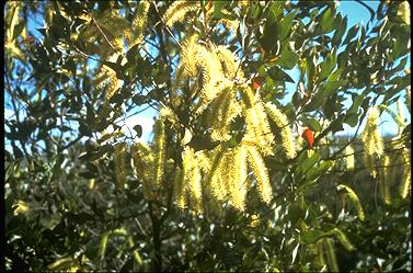 APII jpeg image of Grevillea glauca  © contact APII