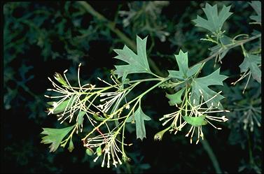 APII jpeg image of Grevillea manglesii subsp. manglesii  © contact APII