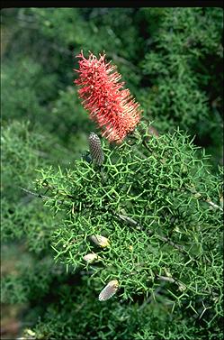 APII jpeg image of Grevillea paradoxa  © contact APII