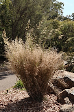 APII jpeg image of Austrostipa ramosissima  © contact APII