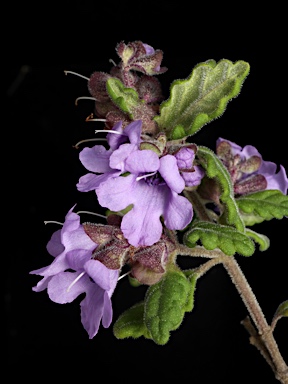 APII jpeg image of Prostanthera incana  © contact APII