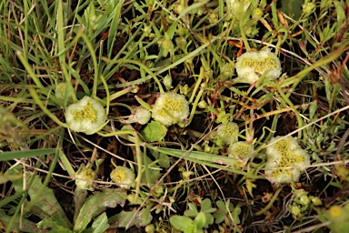 APII jpeg image of Myriocephalus rhizocephalus  © contact APII