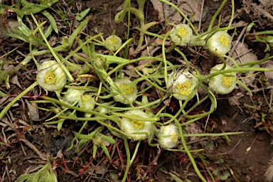 APII jpeg image of Myriocephalus rhizocephalus  © contact APII