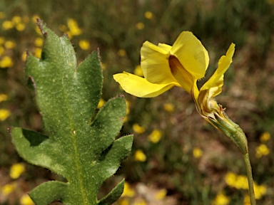 APII jpeg image of Goodenia pinnatifida  © contact APII