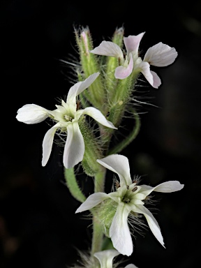 APII jpeg image of Silene gallica var. gallica  © contact APII