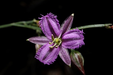 APII jpeg image of Thysanotus patersonii  © contact APII