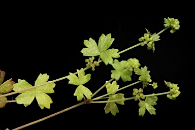 APII jpeg image of Hydrocotyle foveolata  © contact APII